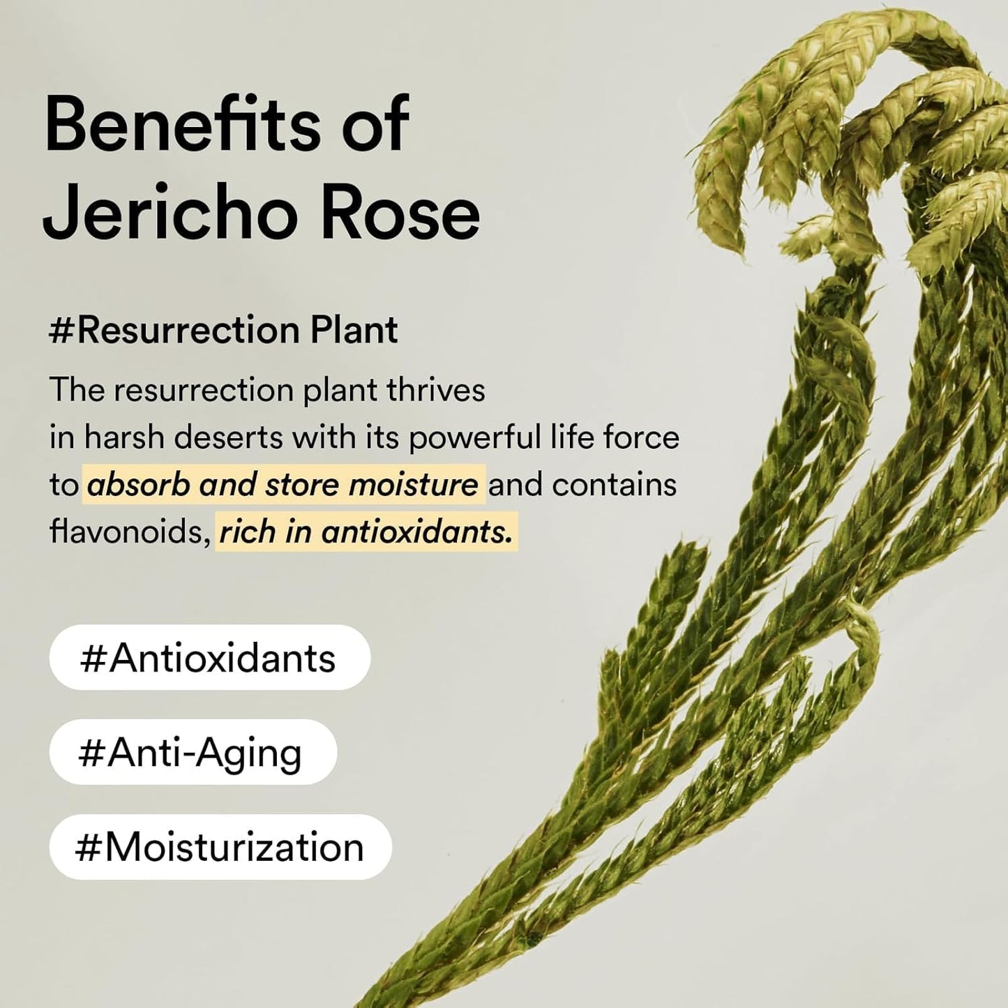 Abib Jericho Rose Jelly Collagen Eye Patch